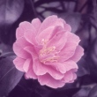 Windsor Princess